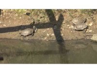 Yalova’da yaşamları tehlikeye giren 325 su kaplumbağası gölete taşındı