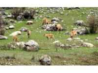 Munzur Dağlarına yaban keçileri güzellik katıyor
