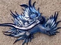 Sahilde nefes kesen görüntü! Nadir görülen mavi ejderha kıyıya vurdu