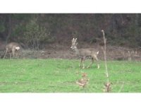 Hava sıcakları yükselince geyikler köylere kadar indi