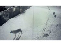 Köye inip köpeği telef eden kurtlar böyle görüntülendi
