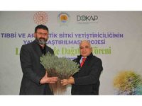 300 bin lavanta toprakla buluşacak