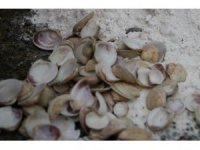 Midyeden yangın söndürücü toz ürettiler