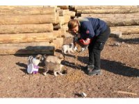 Erciş belediyesi sokak hayvanlarını unutmuyor