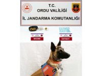 Ordu’da jandarma ekiplerinden uyuşturucu ve kaçak tütün operasyonu