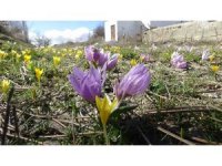 Doğa uyandı, ilkbaharın müjdecisi çiğdemler rengarenk çiçek açtı