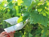 Bağlara zarar veren salkım güvesiyle mücadele sürüyor