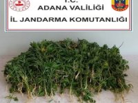 Adana’da 106 kök kenevir bitkisi ele geçirildi