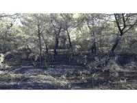 Akhisar’da orman yangını çıkaran 3 kişi yakalandı