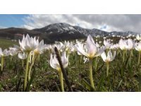 Muş Ovası’nda kardelen cümbüşü