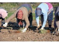 Sındırgı’da kök boya bitkileri toprakla buluşuyor
