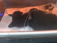 Kadıköy'de kedi katliamı: Sokaktakiler öldü, evdekiler kayboldu