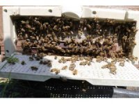 İş adamlarının silah ruhsatı için ’arıcılık’ oyununu jandarma bozdu