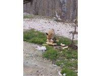 Önlerine çıkan tilkiyi beslediler