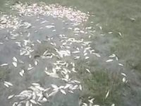 Malatya’da sel nedeniyle taşan göldeki balıklar karaya vurdu