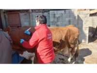 Depremde hayvanların da yaraları sarıldı