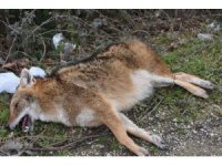 Otomobilin çarptığı çakal telef oldu