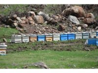 Aç kalan domuz sürüsü arı kovanlarına dadandı