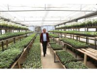 Ziyaret eden herkese ücretsiz dağıtılacak