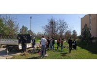 Dicle Üniversitesi, hayatını kaybeden personel ve öğrencileri adına hatıra ormanı oluşturdu