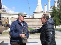 Bolu Belediyesi mahallelerde fidan dağıtıyor