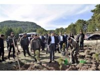 Domaniç’te 250 karaçam fidanı toprakla buluştu