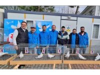 Azman güvercinleri güzelliğiyle yarıştı