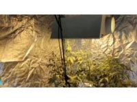 Evinde çadır kurup uyuşturucu yetiştirmiş