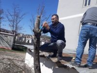 Duyarlı öğretmenden yabani meyve ağaçlarına aşı