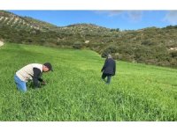 Didim’de hububat ekili araziler denetlendi