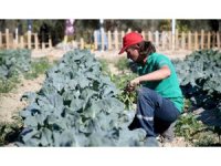 Adabahçe’de kış hasadı devam ediyor