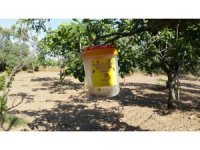 Buharkentli incir üreticilerine ekşilik böceği uyarısı