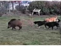 Domuzlar şehir merkezinde