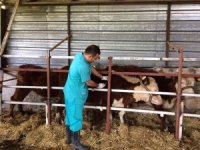 3 bin 255 hayvan aşılandı