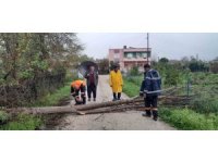 Aşırı rüzgar Kozan’da ağaçları devirdi