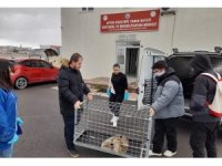 Bacağı kırık halde bulunan tilki tedavi edildi