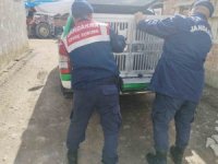 Tokat’ta yaralı yavru köpek tedavi altına alındı