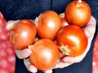 Soğan fiyatları ne zaman ucuzlayacak? Düşüş için tarih verildi