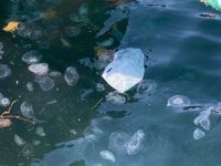 Çanakkale Boğazı'nda ‘zehirli pusula denizanası’ paniği