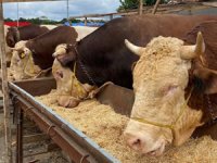 Emekli ikramiyesiyle almak artık hayal! Kurban fiyatları enflasyonu solladı