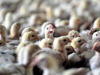 Finlandiya'da kuş gribi tespit edilen kürk çiftliklerindeki 50 bin hayvan itlaf edilecek