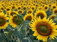 Tekirdağ'da aşırı sıcakların ayçiçeğinde rekolteyi düşürmesi bekleniyor