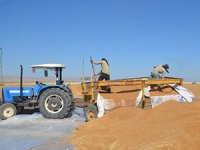 Yüksek rekolte çiftçileri sevindirdi