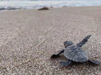 Antalya'da caretta caretta yavruları denizle buluştu