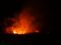 Çorum'da çıkan anız yangınında 2 bine yakın ağaç zarar gördü