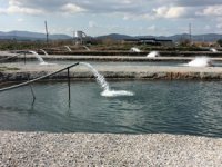 Toprak Havuzlarda Yetiştirilen Balıklar Dünyaya Açılıyor