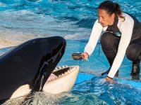 Katil balina "Lolita", 50 yılı aşkın süredir esaret altında tutulduğu akvaryumda öldü