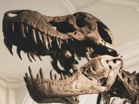 Çin'de uzun bacaklı kuş benzeri dinozor fosili bulundu