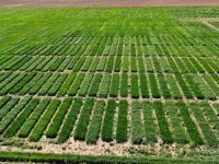 Tarlalarda yeni dönem: Arazisini işlemeyenler dikkat!