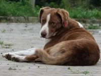 Sokak hayvanlarını beslemek yasak: İstanbul!